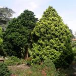 Chamaecyparis obtusa Nana Aurea 1