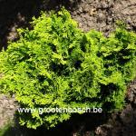Chamaecyparis obtusa Nana aurea 2