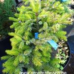 Picea jezoensis Aurea