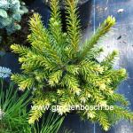 Picea omorika Peve Tijn