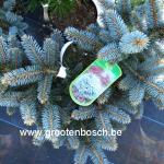 Picea pungens Glauca globosa