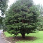 pinus densiflora Umbraculifera