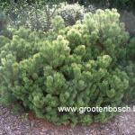 pinus mugo Wintergold