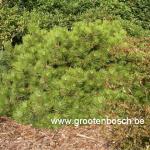 pinus nigra buda