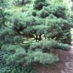 pinus strobus Umbraculifera