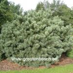 pinus sylvestris Pygmaea