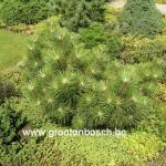 Pinus thunbergii Koyosho