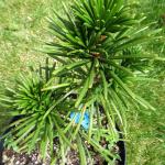 Sciadopitys verticillata Sternschuppe