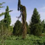 Sequiadendron giganteum Pendulum