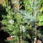Sequoiadendron giganteum Powdered blue