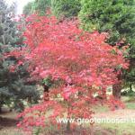 Acer japonicum Aconitifolium 1