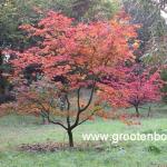 Acer japonicum Aconitifolium 3