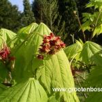 Acer japonicum Aconitifolium 5