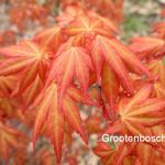 Acer palmatum Akane 1
