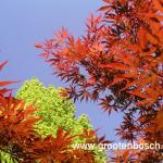Acer palmatum Beni kagami 10