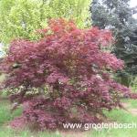 Acer palmatum Beni kagami 4