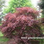 Acer palmatum Beni kagami 5