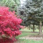 Acer palmatum Beni kagami 7