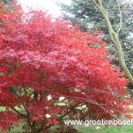 Acer palmatum Beni kagami 8