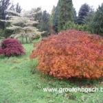Acer palmatum dissectum 1