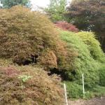Acer palmatum dissectum Flavesens 2