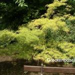 Acer palmatum Linearilobum