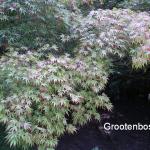 Acer palmatum Nicholsonii 1