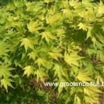 Acer palmatum Orange Dream 2