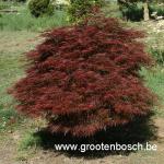 Acer palmatum Ornatum 1
