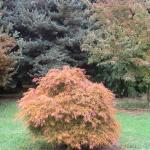 Acer palmatum Ornatum 3