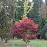Acer palmatum Osakazuki 3