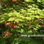 Acer palmatum Osakazuki 6