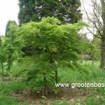 Acer palmatum Seiryu 1