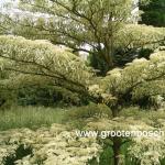 Cornus controversa Variegata 3