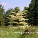 Cornus controversa Variegata 4