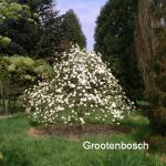Cornus Eddies white wonder 1