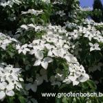 Cornus kousa 2