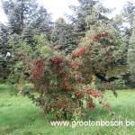 Cornus kousa 4
