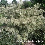 cornus kousa Wolfs eye