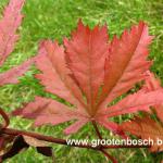 Acer palmatum Nathan 2
