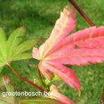 Acer shirasawanum Autumn moon