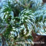 Abies koreana Kohouts icebreaker 2