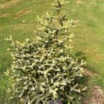 Abies pinsapo Aurea