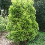 Calocedrus decurrens Berrima gold 1