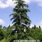 Cedrus deodara Karl Fuchs 2