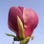 IMGP0292 