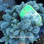 Abies procera Prucombens