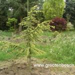 Cedrus libani Aurea