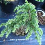 Cedrus libani Homepark