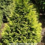 Chamaecyparis lawsoniana Hogger Gold 1